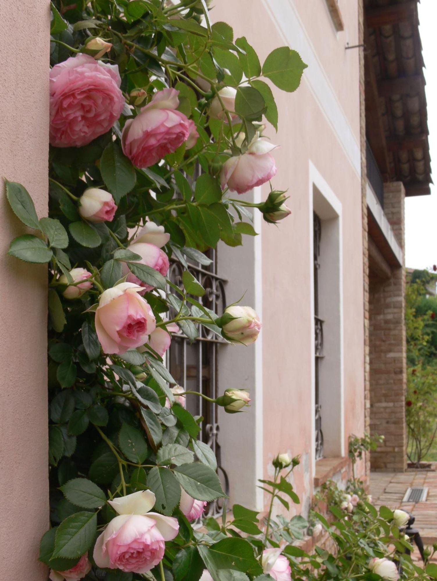 Casa Isabella Guest House Vaglio Serra Екстериор снимка