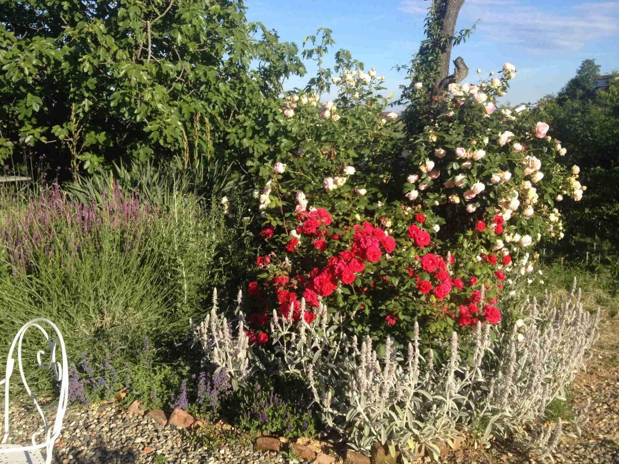 Casa Isabella Guest House Vaglio Serra Екстериор снимка